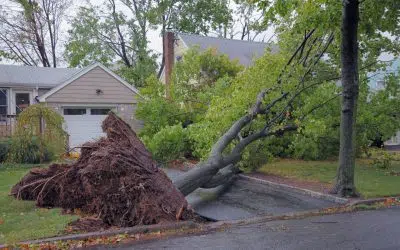 My Neighbor’s Tree Fell Into My Yard. Who Is Responsible?