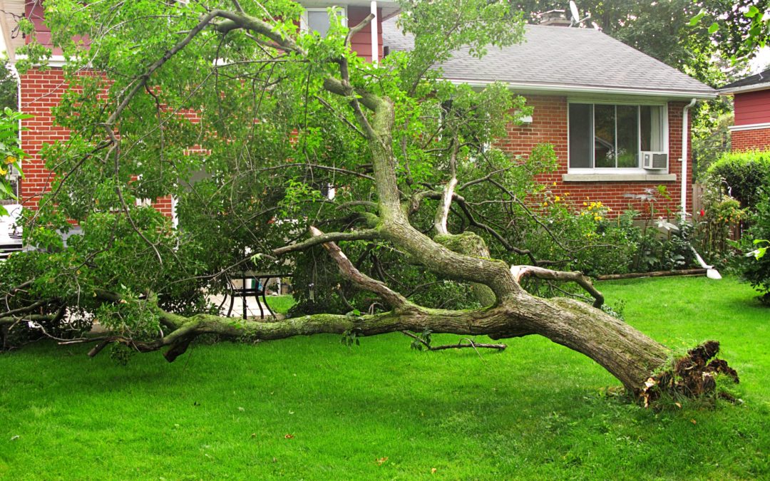 Understanding Your Homeowners Policy – Will Homeowner’s Insurance Cover Tree Removal Cost?
