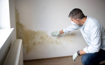 Mold Insurance: What Every Homeowner Needs to Know…