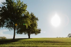 Two leafy trees on a grassy hill under a bright blue sky with the sun on the right.